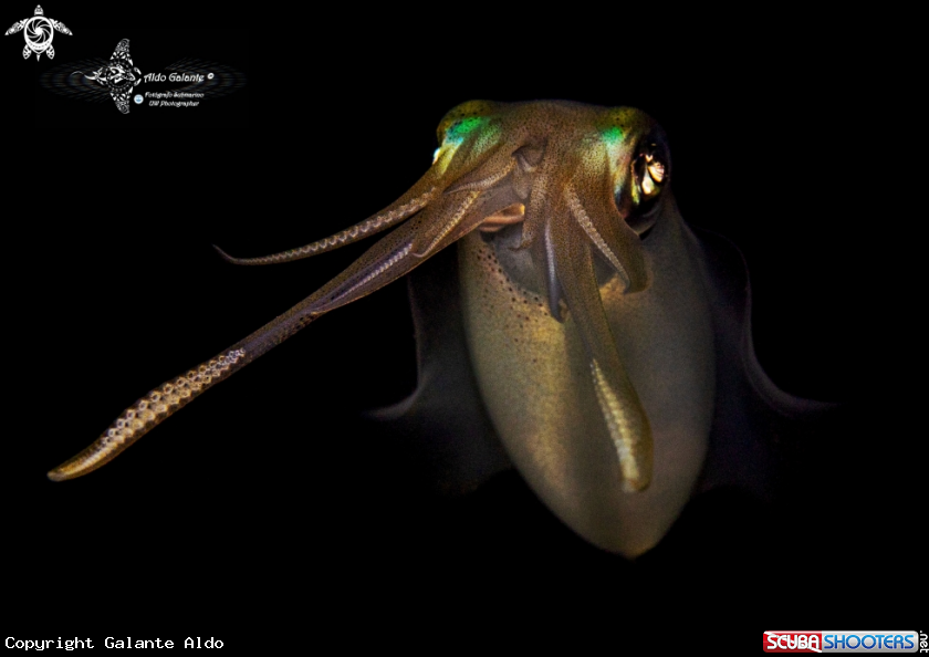 A Squid