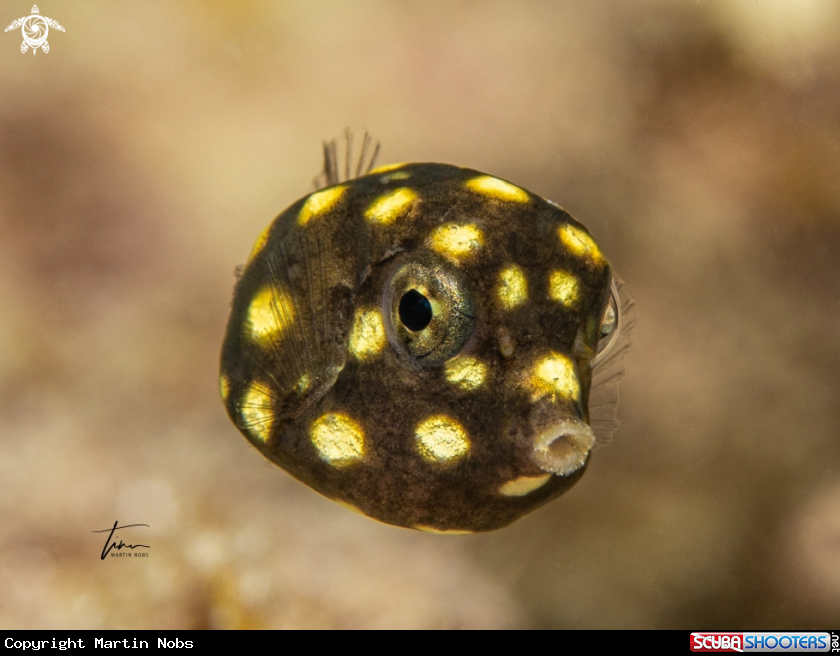 A Smooth Trunkfish