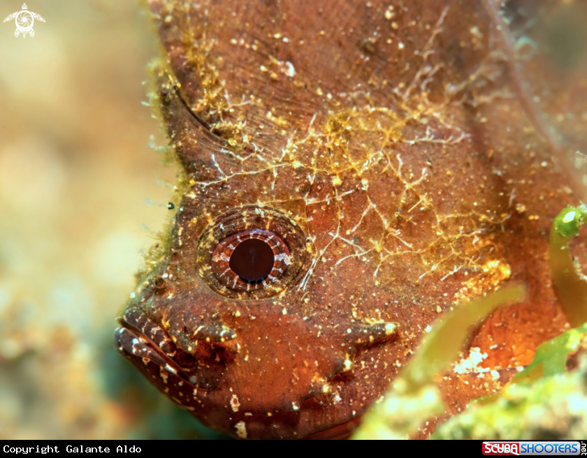 A Leaf Fish