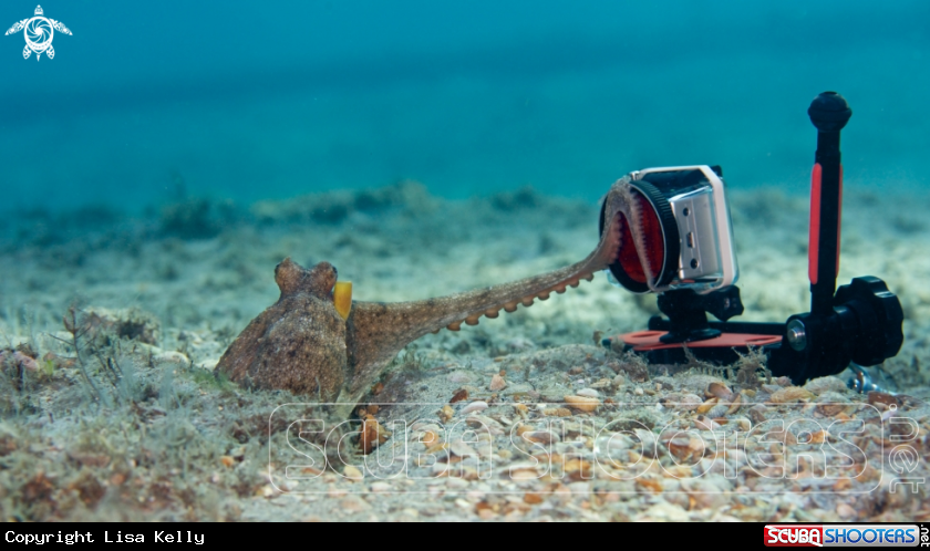 A Octopus