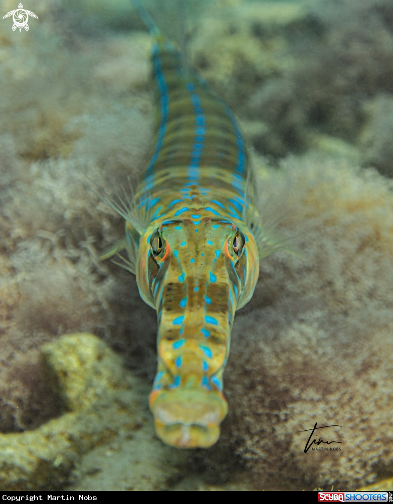 A Bluespotted Cornetfish