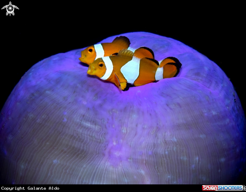 A Clownfish Juvenil