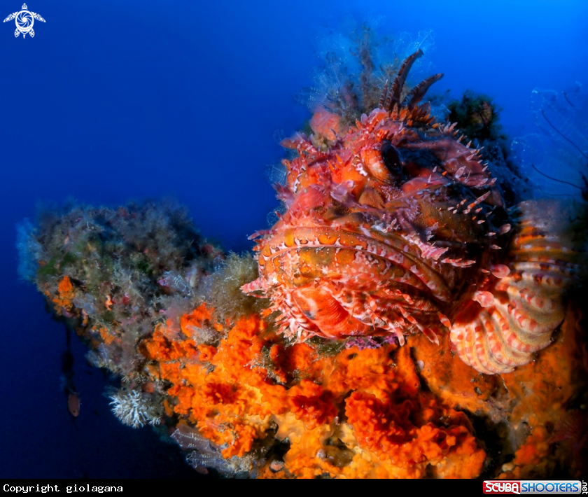 A Scorfano rosso