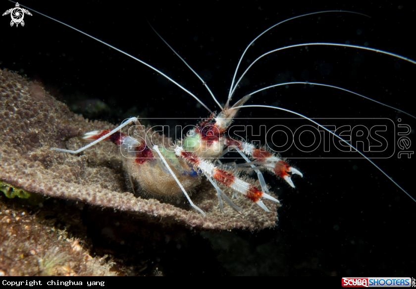 A cleaner shrimp