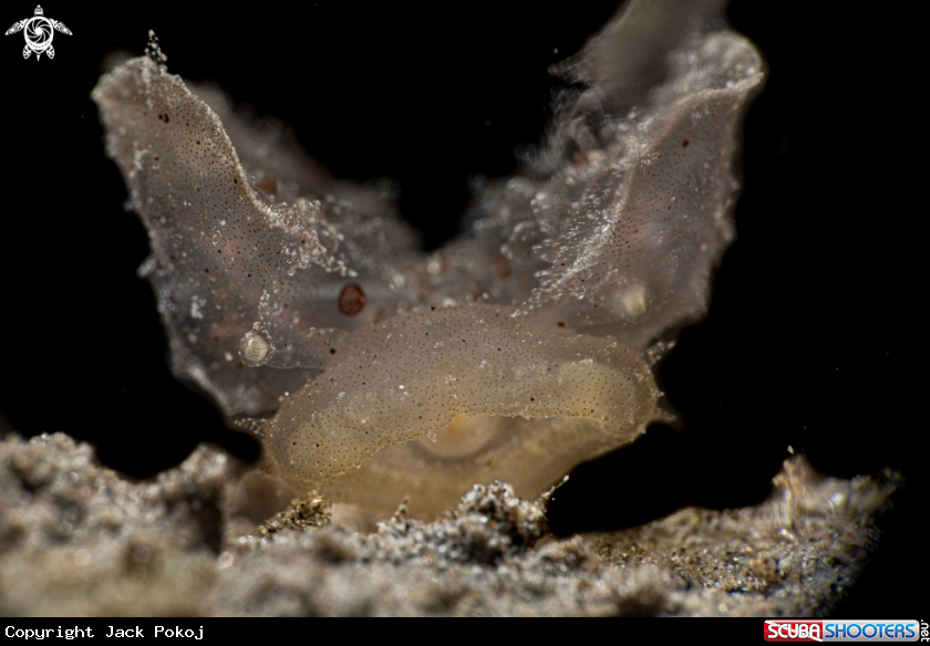 A Melibe viridis