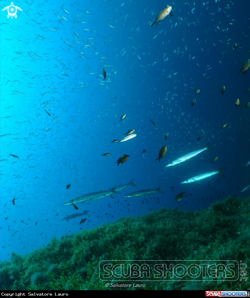 A sardinas
