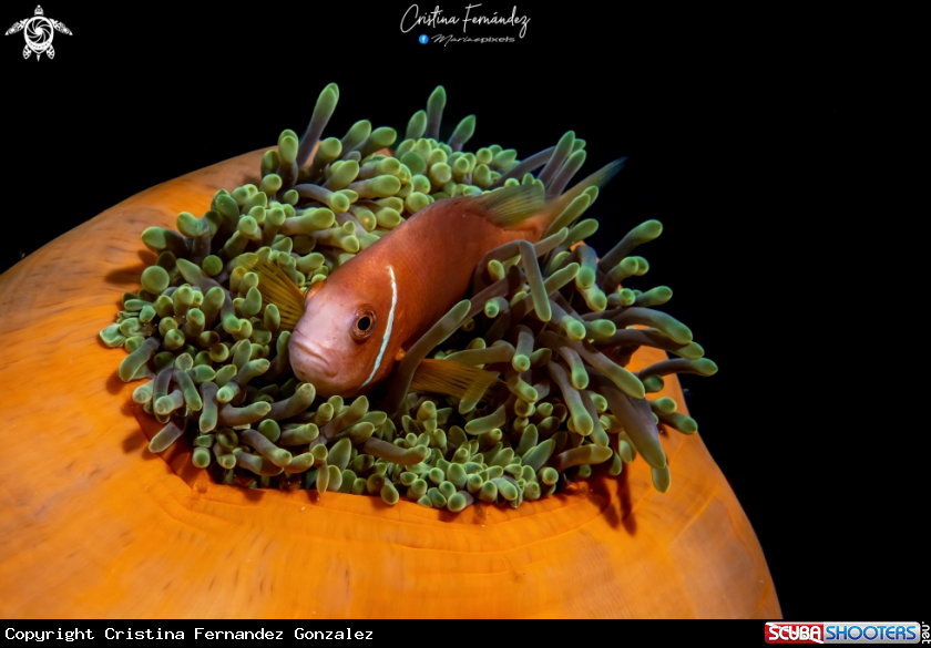A Clownfish