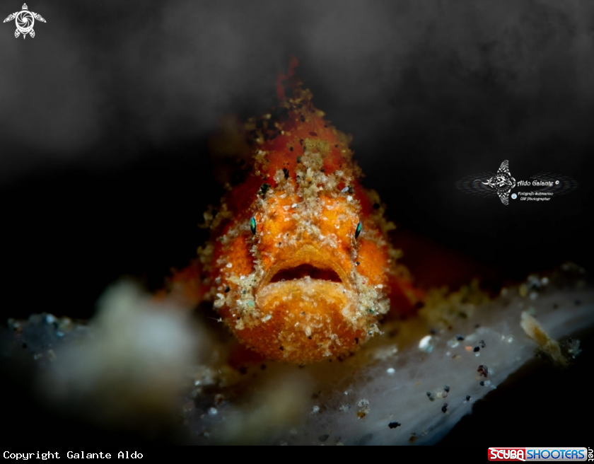 A Frogfish