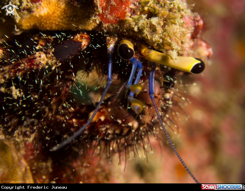 A underwater creature