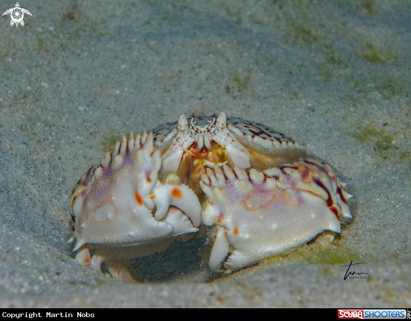 A Flame Boxcrab
