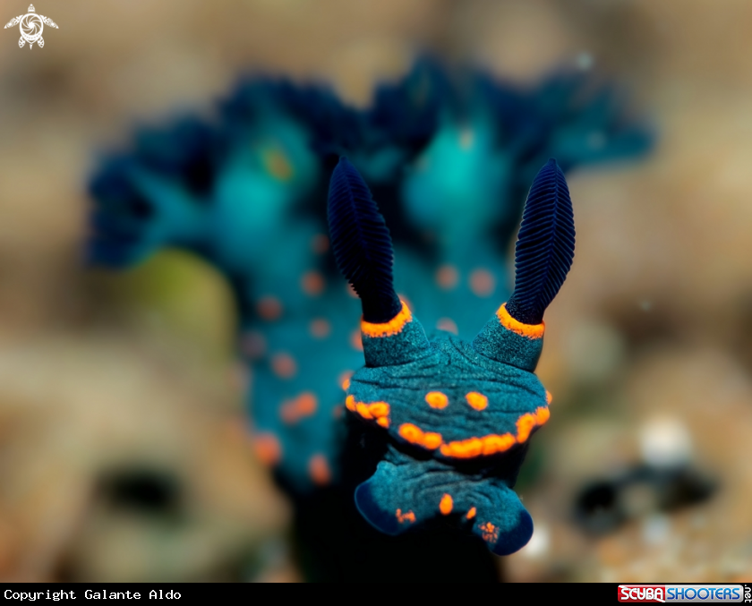 A Nembrotha Nudibranch
