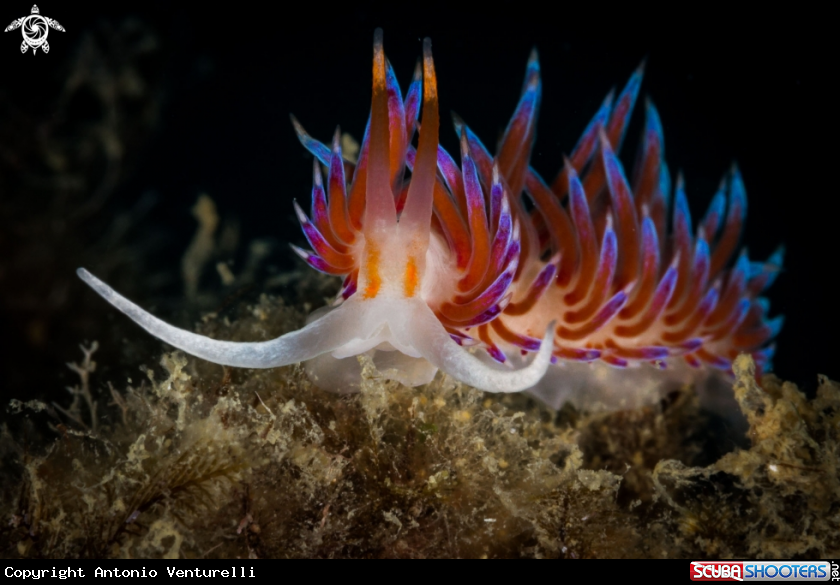 A Cratena nudibranch 