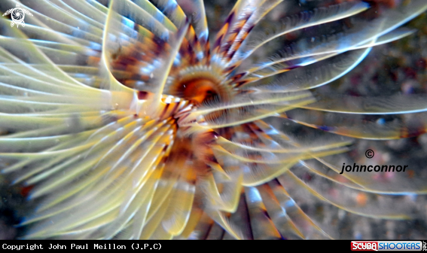 A Spirographe