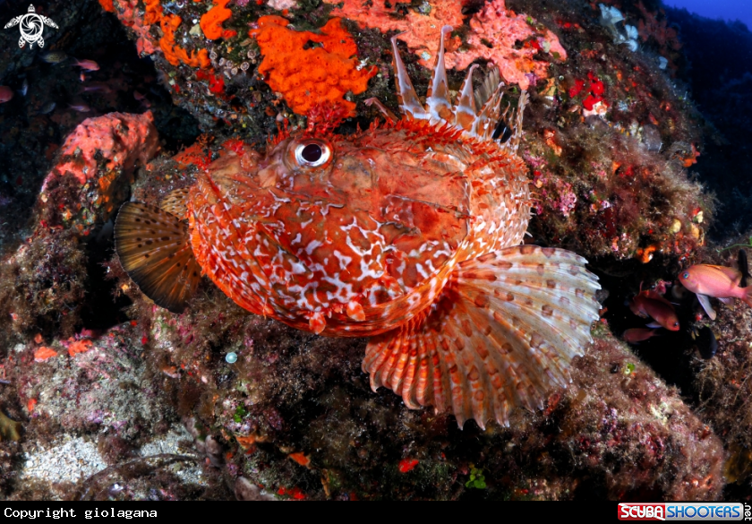 A Scorfano rosso