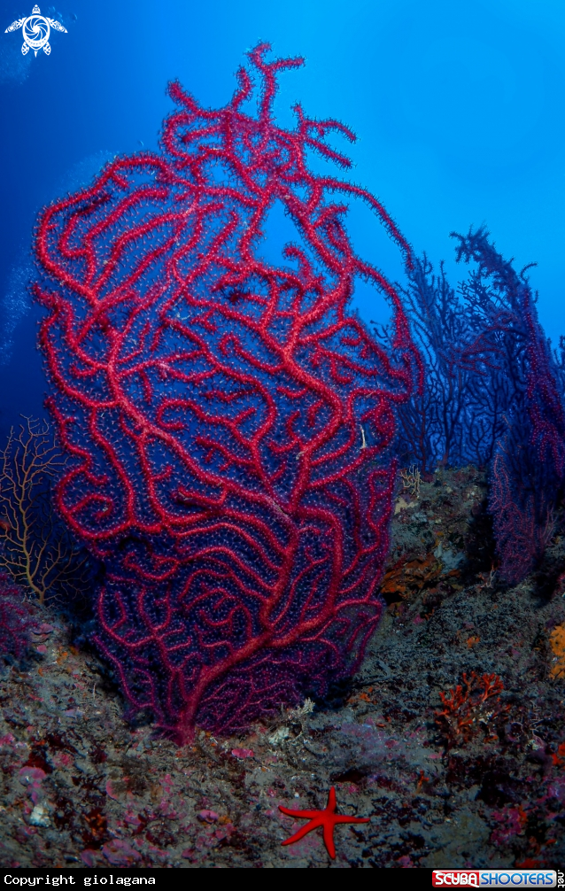 A Gorgonia rossa