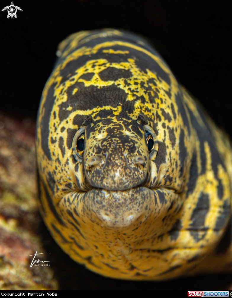 A Chain Moray Eel
