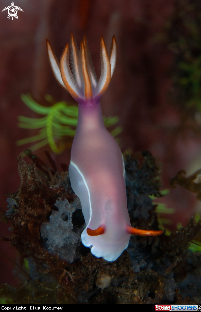 A Bullock's Hypselodoris
