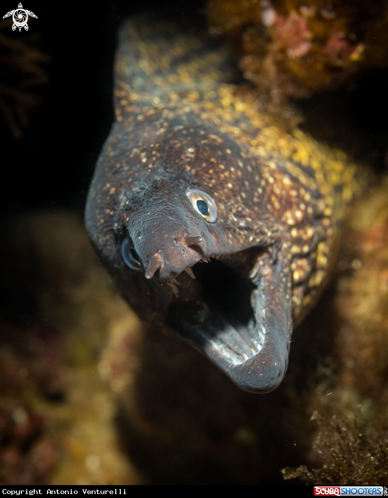 A Moray eel