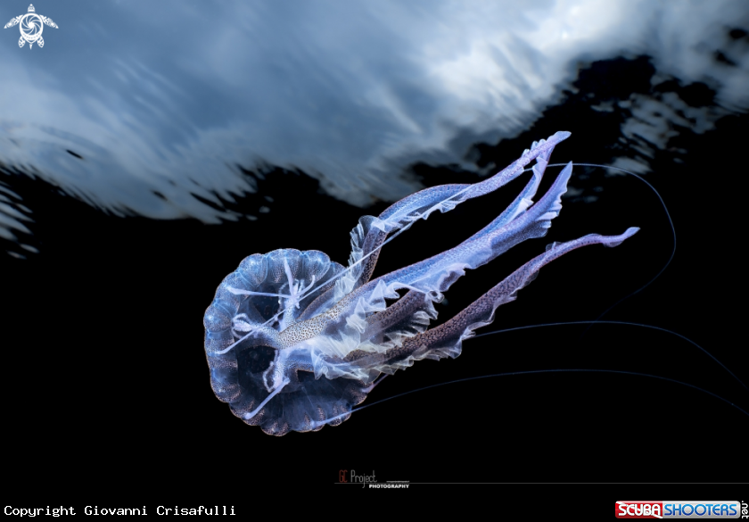 A Pelagia noctiluca