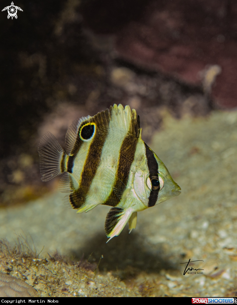 A Banded Butterflyfish