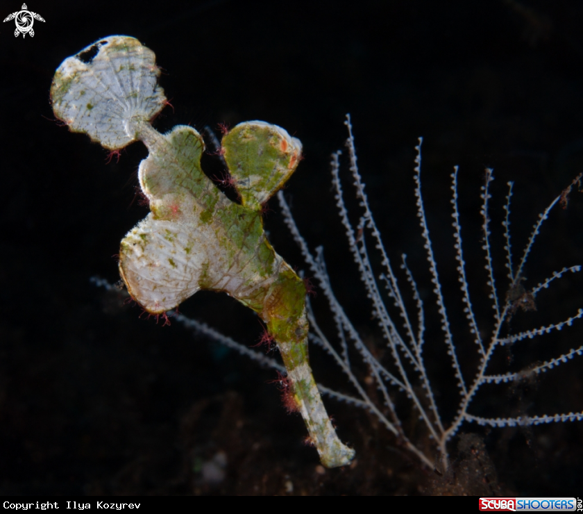 A Ghost pipefish