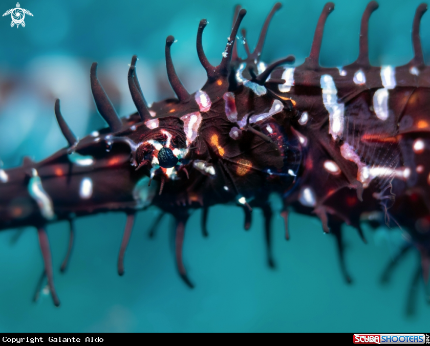 A Ghost Pipe Fish