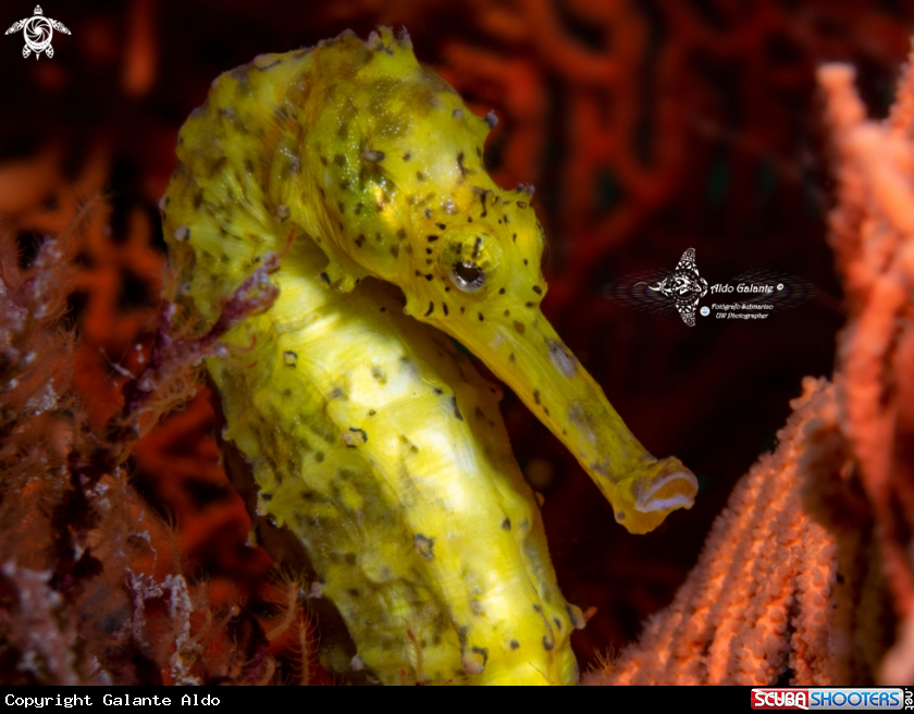 A Tiger Tail Seahorse 