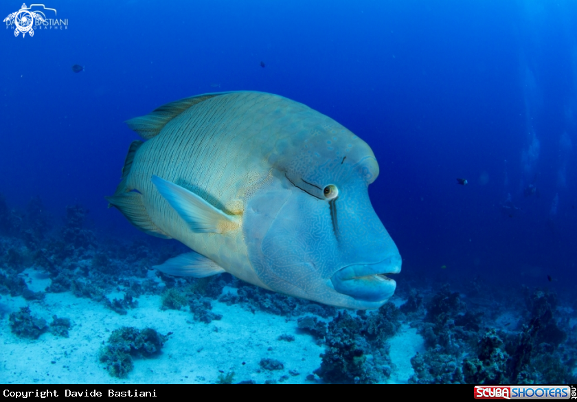 A Pesce Napoleone