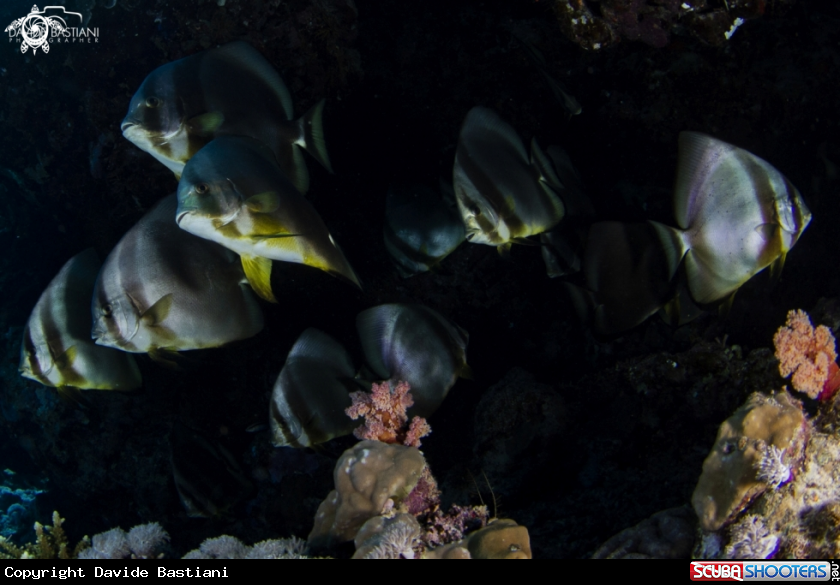 A Bat Fish