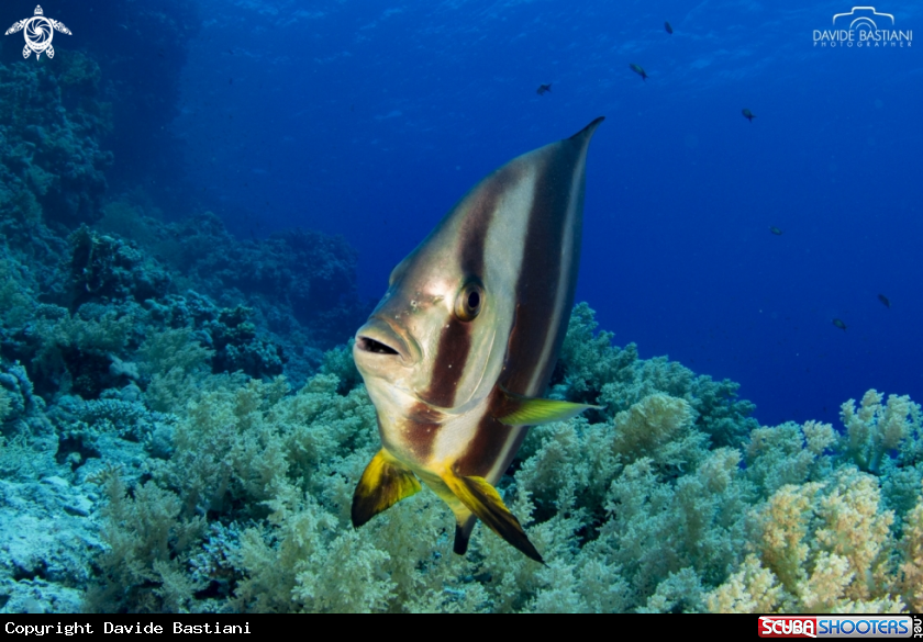 A Bat Fish