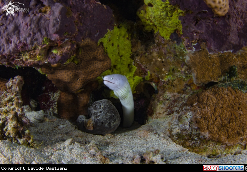 A White moray