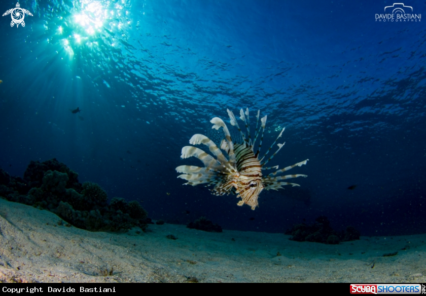 A Lion Fish