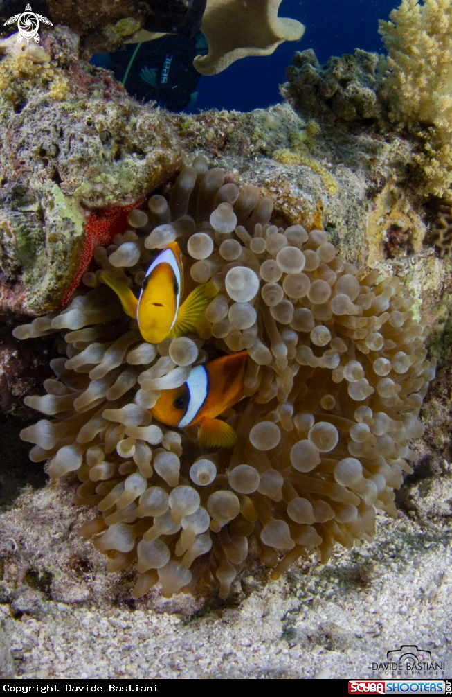 A Clown Fish