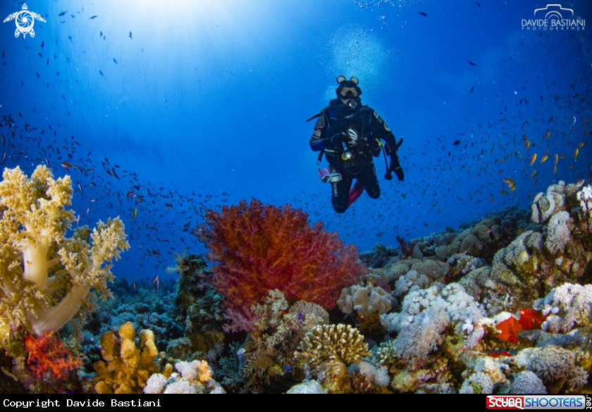 A Reef