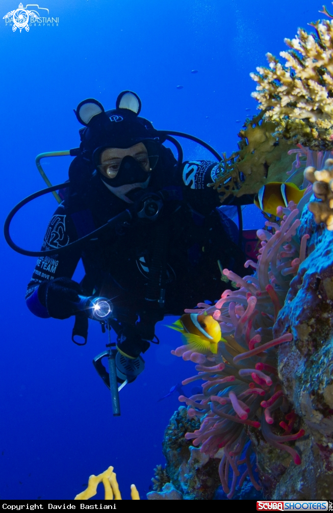 A Clown Fish