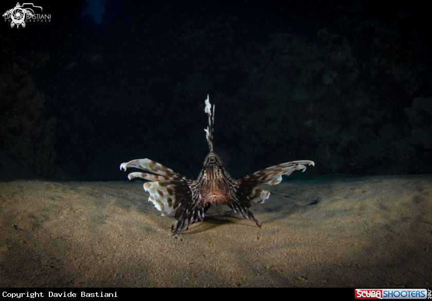 A Lion Fish