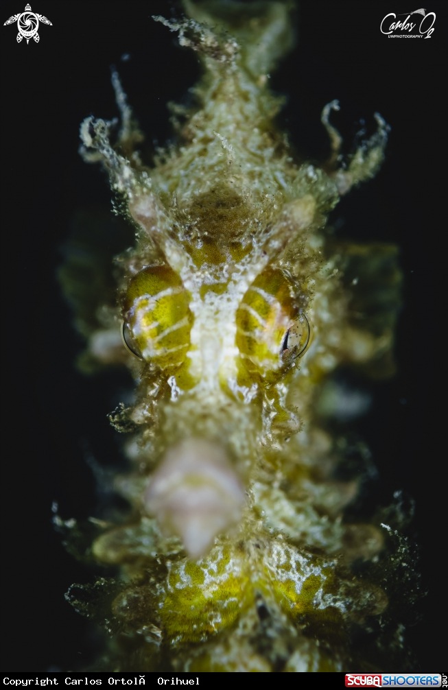 A Seahorse