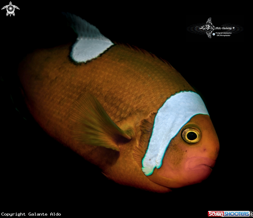 A Saddleback Anemonefish