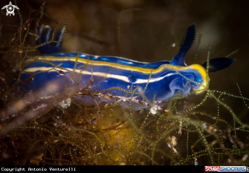 A Doris tricolor