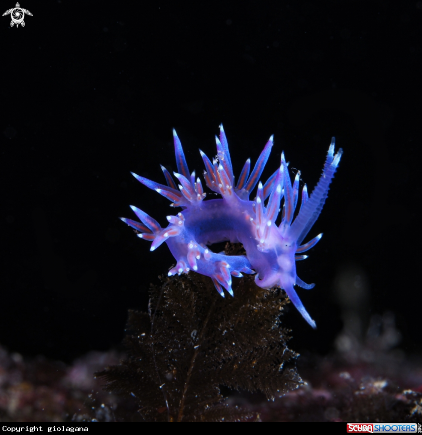 A Flabellina