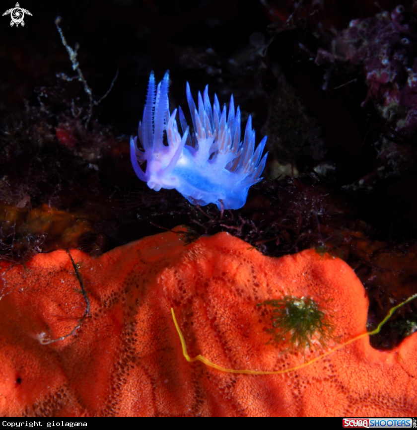 A Flabellina