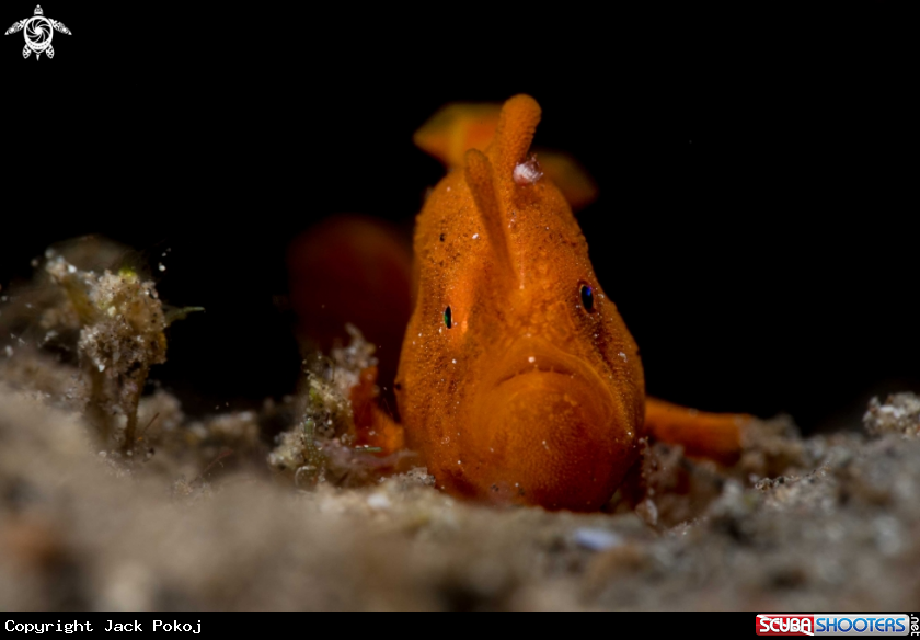 A Painted frogfish