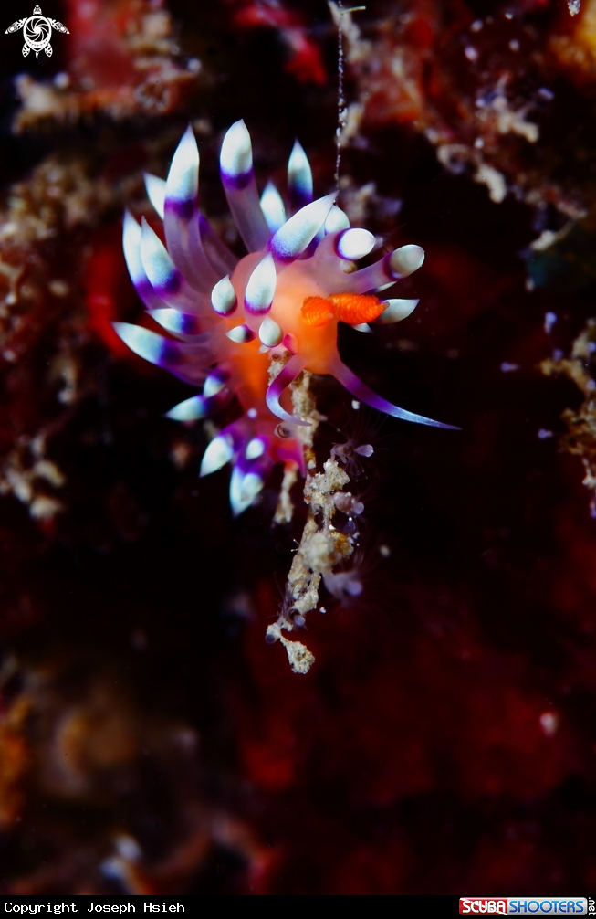 A Flabellina exoptata