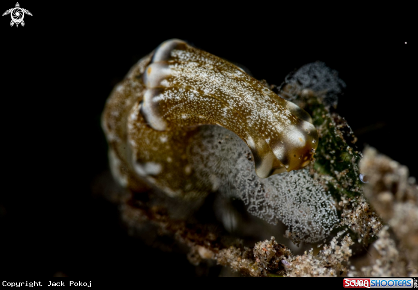 A Tubulophilinopsis sp.