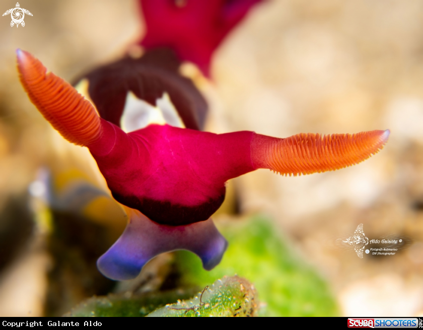 A Nembrotha Nudibranch
