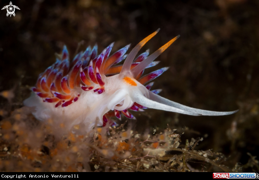 A Cratena nudibranch 