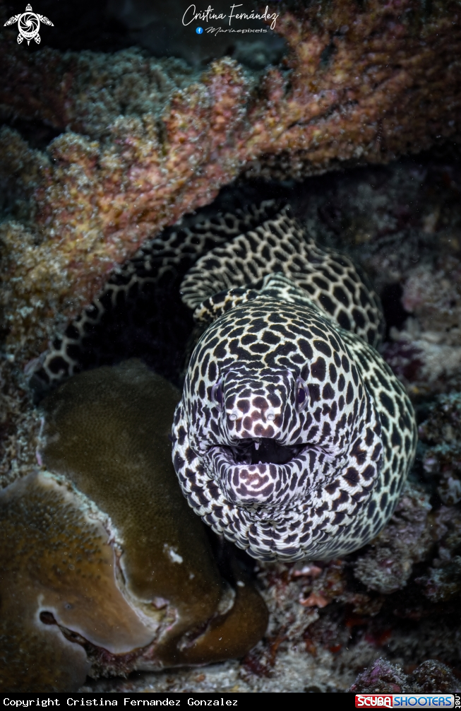 A Honeycomb Moray 