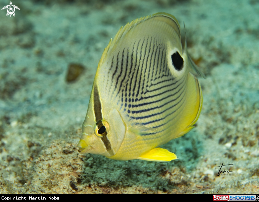 A Foureye Butterflyfish