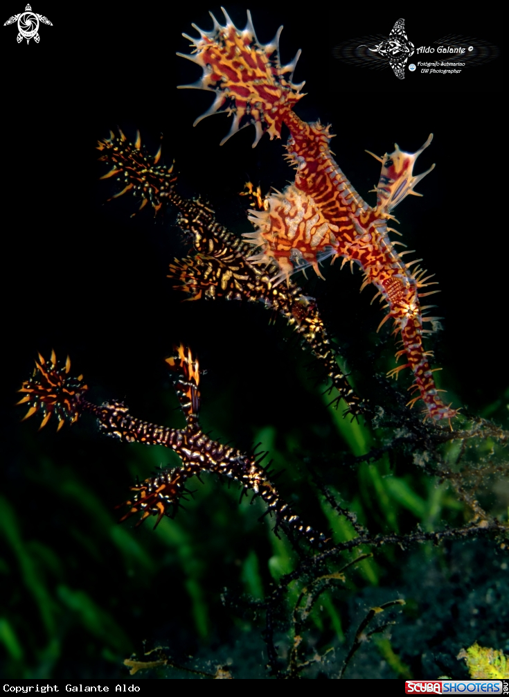A Ghost Pipe Fish x 3