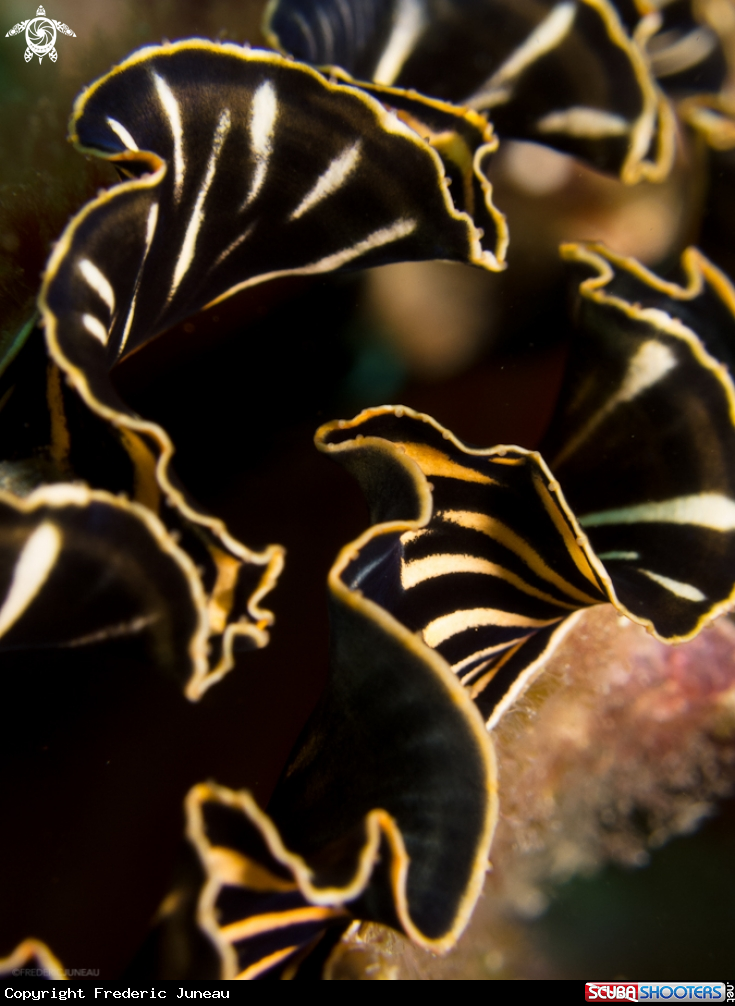 A underwater creature